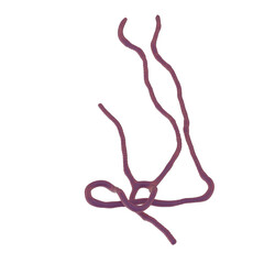 Ebola virus isolated transparent background realistic photo 3d rendering PNG with alpha channel
