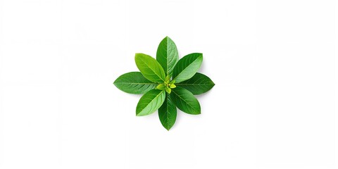 Naklejka premium Fresh guava green leaves isolated on white background, suitable for botanical backgrounds or UI design