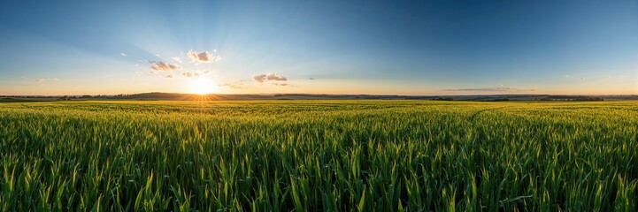Naklejka premium Field grass at dawn on a farm during summer, serving as a natural background for agricultural layouts