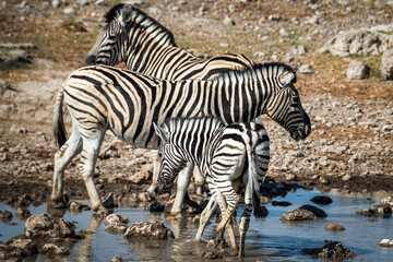 Obraz premium Ein #tag im Etosha Nationalpark 