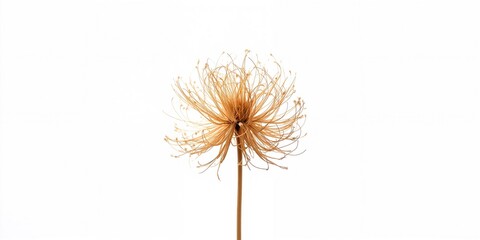Close-up of a dried flower head with detailed textures, suitable for nature-themed layout backgrounds