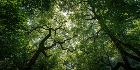 A dense canopy of trees with interwoven branches forming a vibrant green layer, seasonal foliage changes