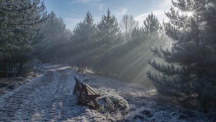 Naklejka premium Festive holiday setting in pine woods highlighting seasonal brightness, seasonal change