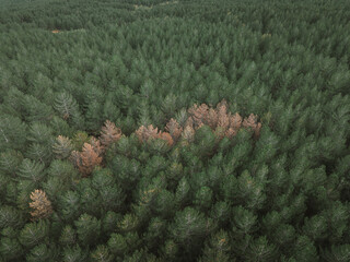 Aerial view of dense green forest punctuated by patches of autumnal brown trees, a tapestry of nature's seasonal shift, Mount Etna, Sicilia, Italy.