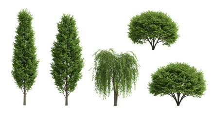 Fototapeta premium five distinct deciduous tree specimens (columnar, weeping, pyramidal) isolated on a seamless white background in high-key lighting, highly detailed architectural visualization asset concept