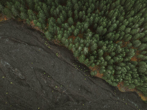 Aerial view of where the dark, volcanic earth meets the vibrant green forest, a stark contrast of textures and tones, Mount Etna, Sicilia, Italy.
