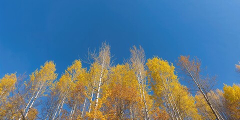 Fototapeta premium Autumn birch forest with bright yellow leaves viewed from below, seasonal change