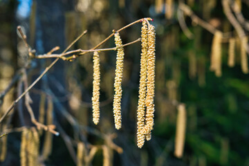 Close-up of male catkins (common hazel).