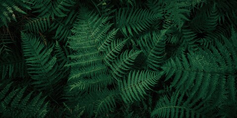 Obraz premium Close-up of dark green fern foliage used as a natural background for text or design, plant detail