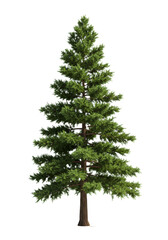 Fototapeta premium hyper-realistic cgi render of a mature ponderosa pine tree with rich green needles and robust textured brown bark, isolated on a clean white background. concept for professional 3d asset design