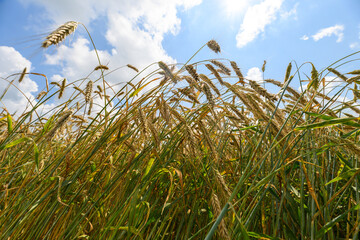 Fototapeta premium A Golden Wheat Field Extending Under a Bright and Beautiful Blue Sky, Radiant with Sunshine