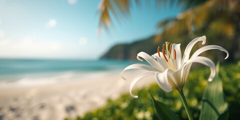Fototapeta premium Hymenocallis littoralis growing along shoreline, showcasing resilient coastal flora with elongated white blossoms, ideal for tropical plant displays
