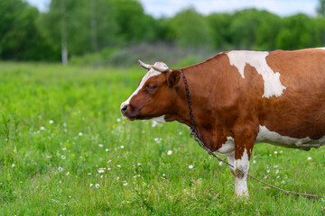 Obraz premium A Beautiful Brown and White Cow Peacefully Grazing in a Lush and Green Open Field