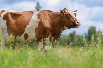 A Beautiful Brown and White Cow Grazes Happily in a Lush and Green Field Under the Sky