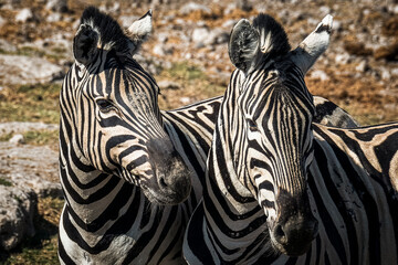 Ein  tag im Etosha Nationalpark  © Olaf Schlenger