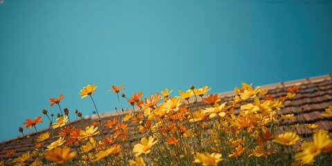 Obraz premium Bunch of orange and yellow cosmos blossoms adjacent to a brown roof with a clear blue sky, ideal for nature-themed layouts