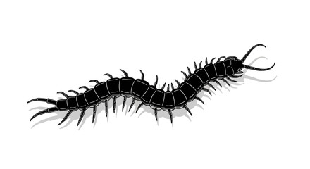 Obraz premium Detailed vector illustration of a black centipede with multiple legs crawling