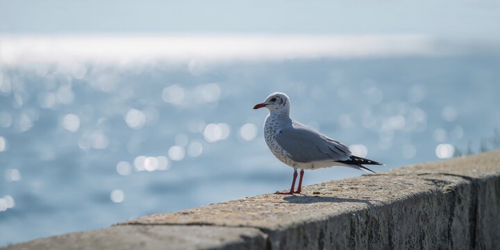 Laughing Gull resting on a concrete wall above Chesapeake Bay in Cape Charles, Virginia, bird habitat conservation - Powered by Adobe