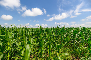 Fototapeta premium A Beautiful and Lush Green Cornfield Under a Bright Blue Sky with Fluffy White Clouds