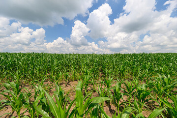 A Lush Cornfield Set Against Dramatic Blue Skies in a Picturesque Countryside Landscape