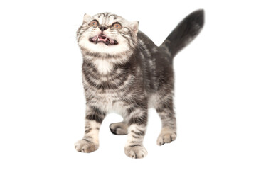 Little kitten Scottish fold cat in PNG isolated on transparent background, purebred Scottish Fold cat kitten