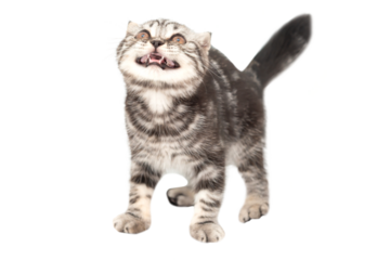 Little kitten Scottish fold cat in PNG isolated on transparent background, purebred Scottish Fold cat kitten