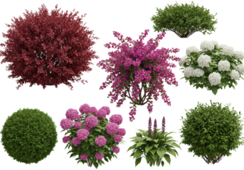 hyper-realistic 3d collection of detailed garden shrubs (barberry, bougainvillea, boxwood, hostas) isolated on a clean white studio background. precise botanical asset concept