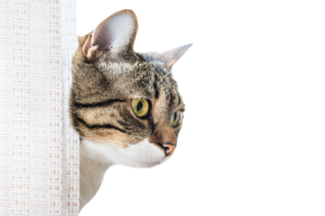 Tabby striped curious look cat in PNG isolated on transparent background