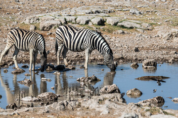 Ein #tag im Etosha Nationalpark 