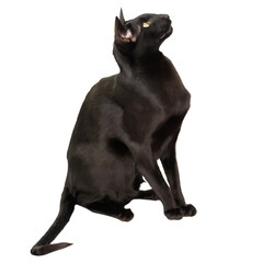 Black oriental shorthair purebred cat in PNG isolated on transparent background