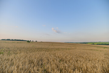 A Beautiful and Expansive Golden Wheat Field Stretching Under a Wide and Clear Blue Sky Above