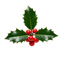 flawless sprig of christmas holly (ilex aquifolium) featuring deep emerald glossy leaves and plump red berries, isolated and centered against a stark white background. concept of winter holiday