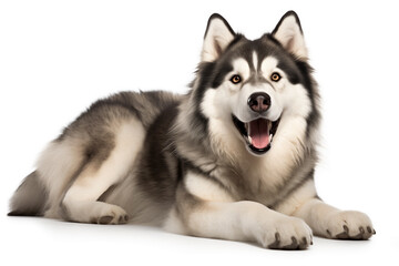 Alaskan malamute dog happy on white background