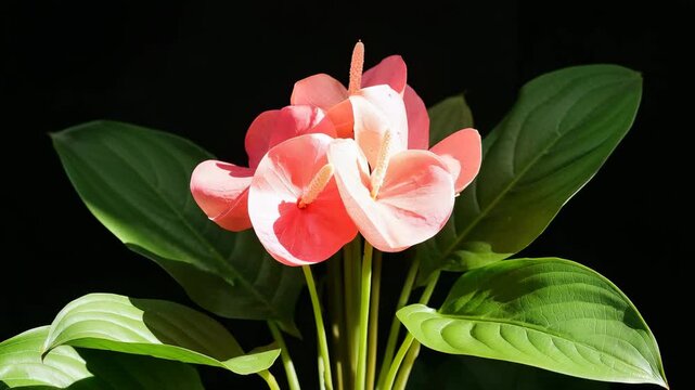 Close-up of vibrant pink anthurium flowers blooming among lush green leaves in soft natural light against a dark background showcasing color contrast and intricate textures