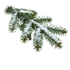 Obraz premium ultra detailed macro photo of an emerald fir branch, heavily dusted with pristine crystalline snow and three small pine cones, isolated on a stark white high-key background. concept of winter