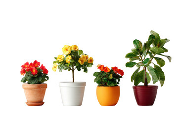 Colorful potted plants row: red, yellow, orange flowers, and green foliage houseplant collection isolated on transparent background