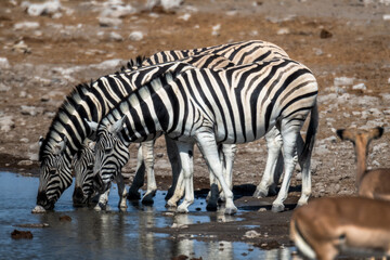 Ein #tag im Etosha Nationalpark 