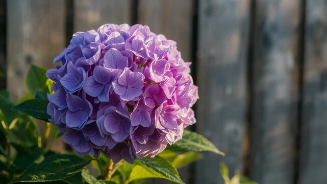 Close-up of vibrant purple hydrangea blooms in soft natural light showcasing detailed textures against a rustic wooden background captured throughout various stages of blooming