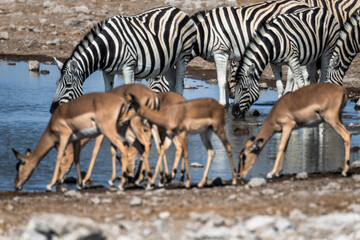 Ein #tag im Etosha Nationalpark 