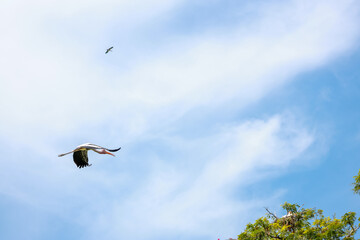 The Painted Stork bird (Mycteria leucocephala) is flying