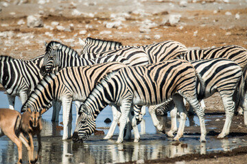 Ein #tag im Etosha Nationalpark 
