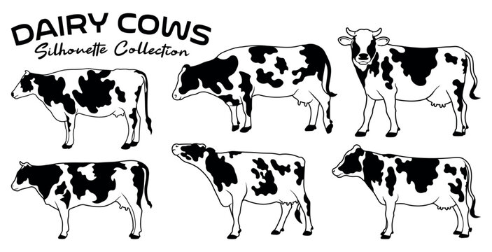 Dairy cows silhouette collection with Holstein patterns. Farm cattle vector set