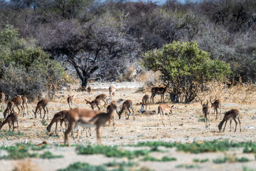 Ein #tag im Etosha Nationalpark 