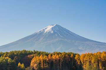 Fototapeta premium View of Mount Fuji with morning sunlight during the autumn season in Yamanashi, Japan.