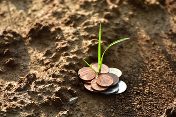 Business tree on soil