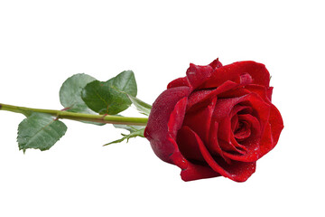 Red rose with dew drops on petals and green stem isolated, perfect for romance, love, or special occasions. isolated on transparent background