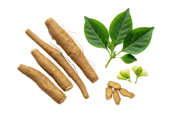 Hyper-detailed flat lay macro shot of a freshly harvested ashwagandha plant showing beige fibrous taproots, green oval leaves, and yellow bell flowers. Isolated on pure white with zero shadow, focus