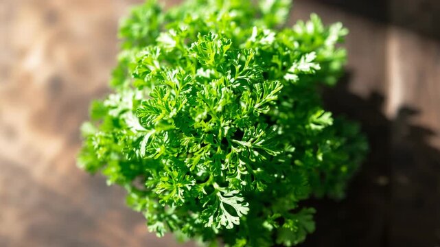 Fresh curly parsley plant overhead on wooden table in natural light