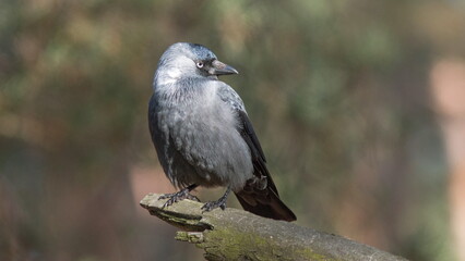 black crowned night heron