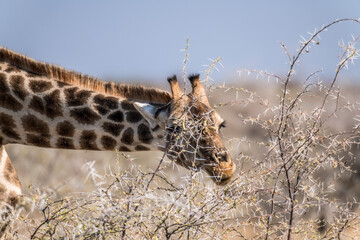 Ein #tag im Etosha Nationalpark 